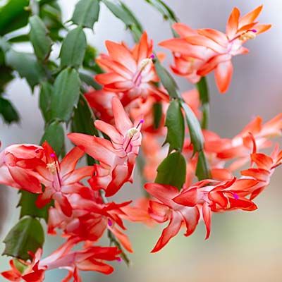 Schlumbergera ou Cactus de Noël